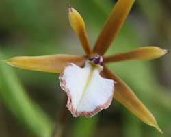 Cuban orchid