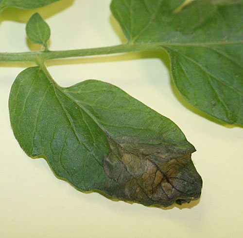 leaf lesions