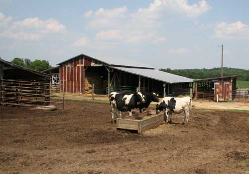 cows feeding