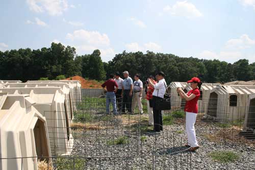 calf pens