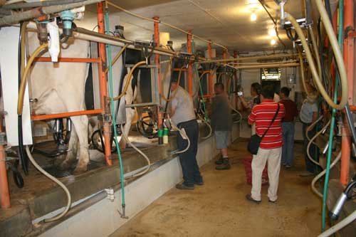 inside the dairy