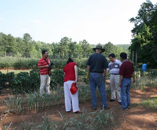 looking at leeks