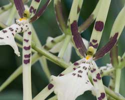 spider orchid