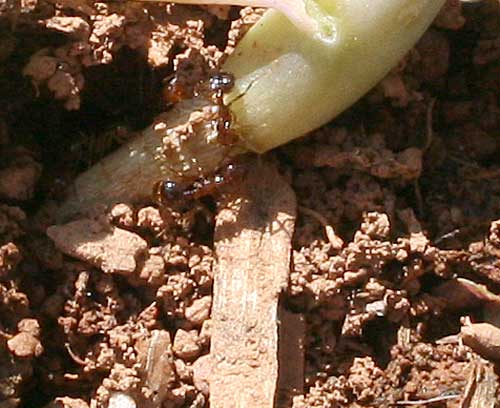 fir ants girdling stem of broccoli seedling