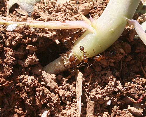 fir ants girdling stem of broccoli seedling