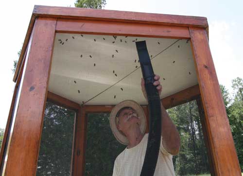 returning bees to the hives