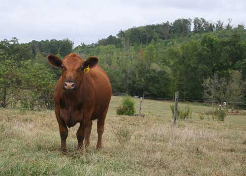 Red Angus on pasture