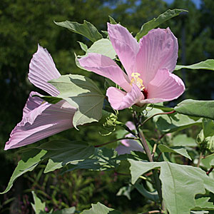 Hibiscus grandiflora