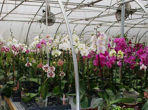 orchids