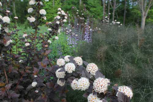 pollinator garden