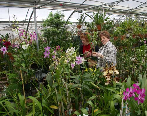 Customers select orchids