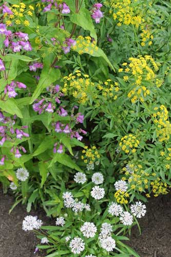 three plants that attract pollinators