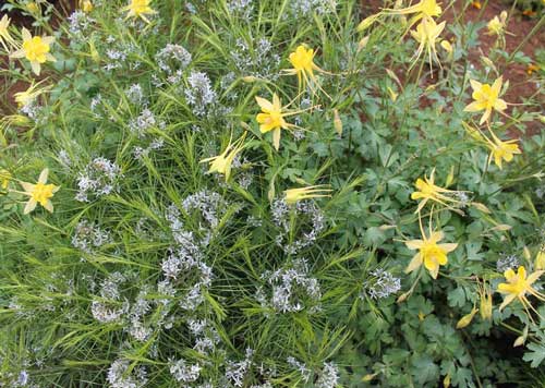 columbine and bluestar