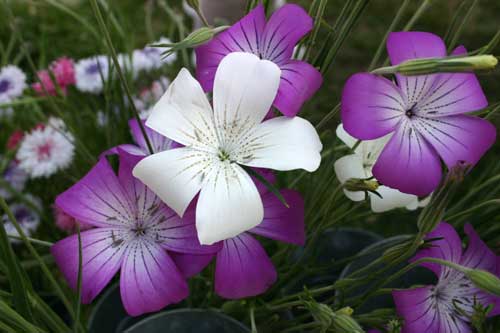 flowers