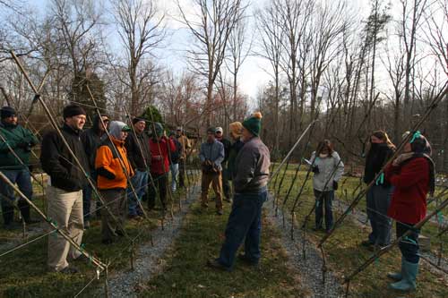 Lee Calhoun discusses pruning and training young apple trees