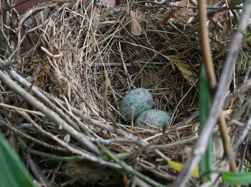 Mockingbird nest