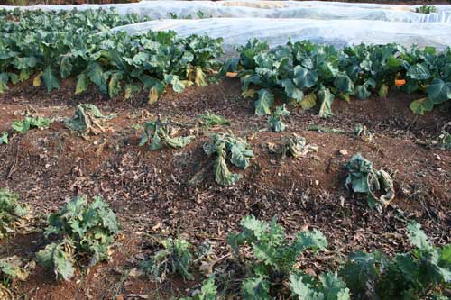 symptoms appear in other brassicas such as kale