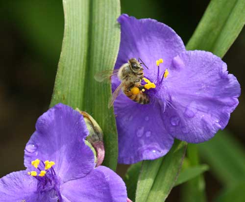Honey bee on spiderwort