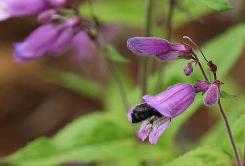 bumble bee in Penstemon