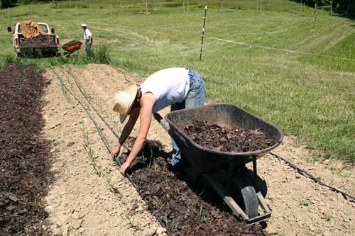 leaf mulch