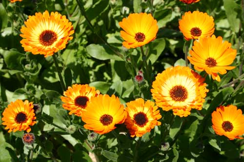 calendula