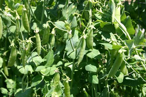 sugar snap peas