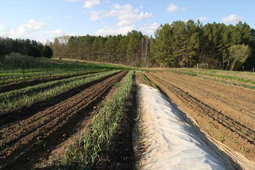 Spring crops at Perry-winkle Farm