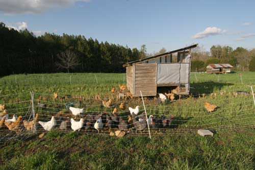 Pastured laying hens