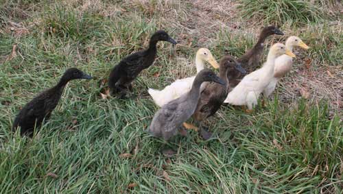 ducklings