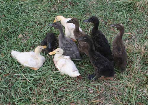 Indian Runner ducklings