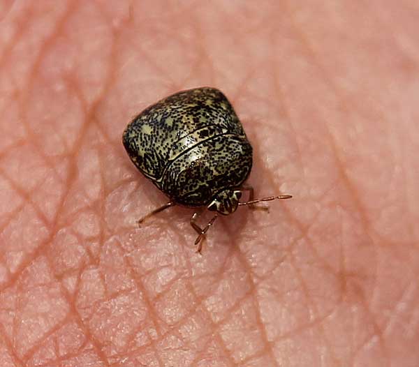 Kudzu Bug