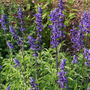 Salvia farinacea 'Victoria Blue' 