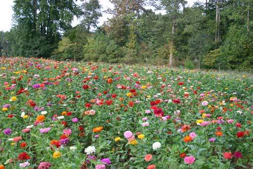 Zinnia field