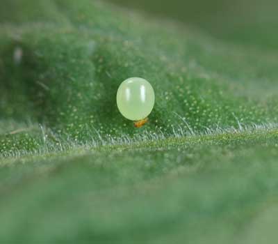 Trichogramma wasp laying egg inside hornworm egg