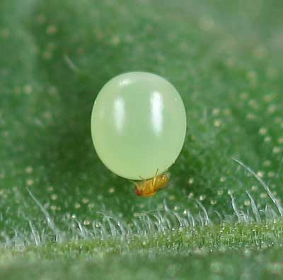 Trichogramma wasp laying egg inside hornworm egg