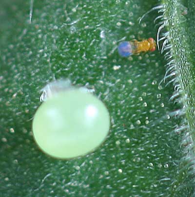 Trichogramma wasp 