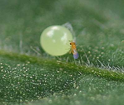 Trichogramma wasp laying egg inside hornworm egg