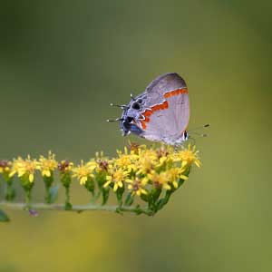 hairstreak butterfly on goldenrod