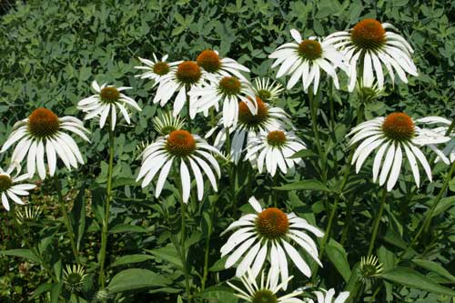 coneflower