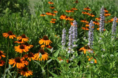 pollinator garden