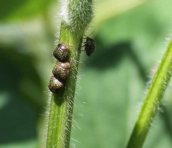 Kudzu bugs on edamame