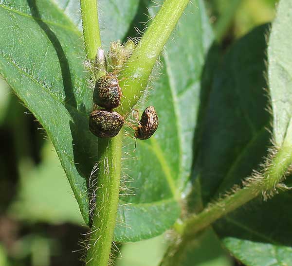 Kudzu bugs on edamame