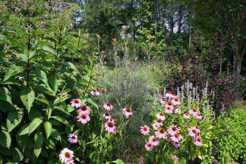 pollinator garden