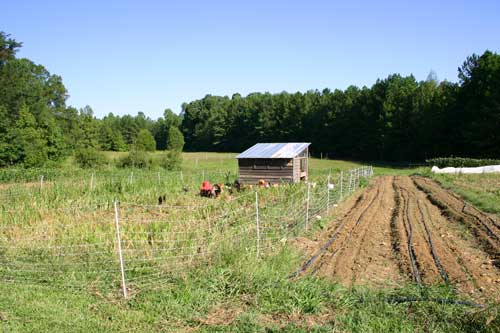 Egg-mobile on pasture