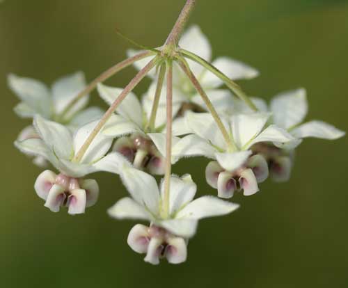 Asclepias flowers