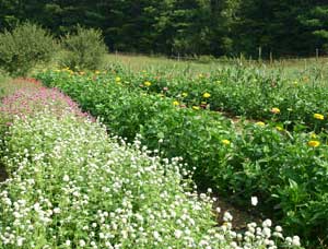 flower field