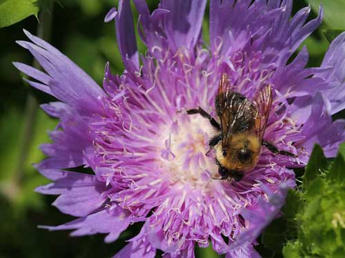 Bumble bee on aster