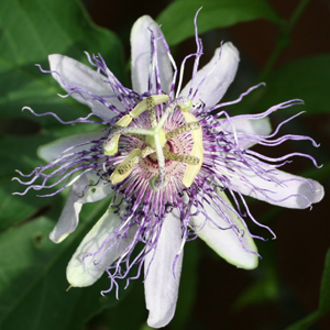 Purple passionflower vine