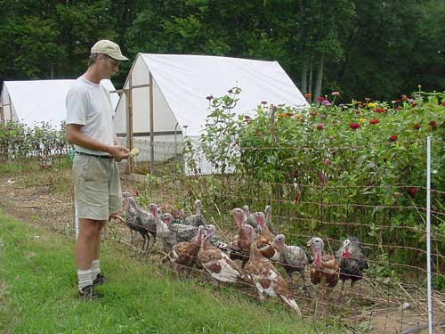 Alex checks on the young turkeys