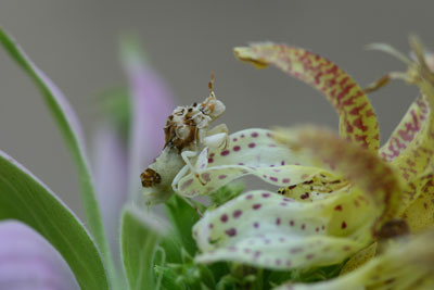 Ambush bug on Monarda punctata